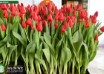 Tulipa Artemis (1)